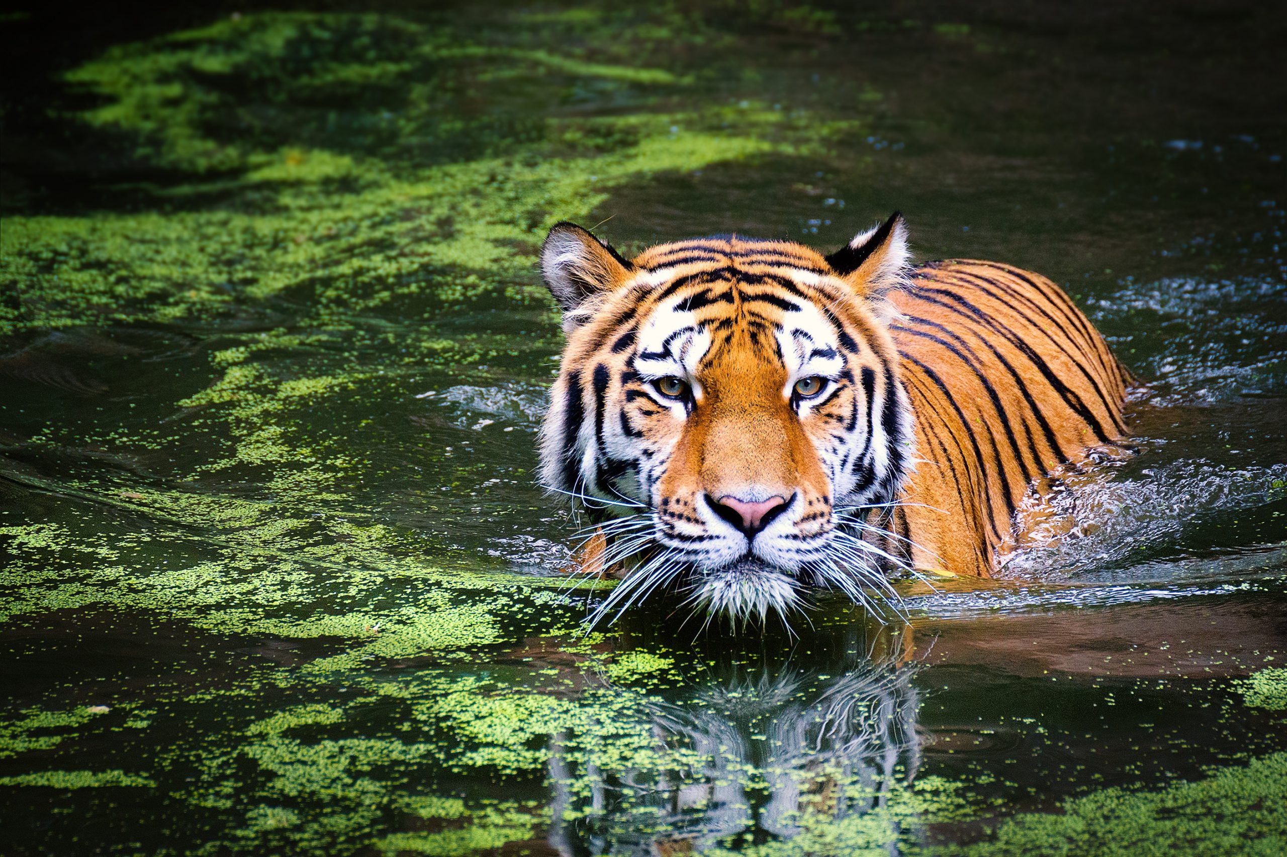 L’aventurier et les animaux de la jungle